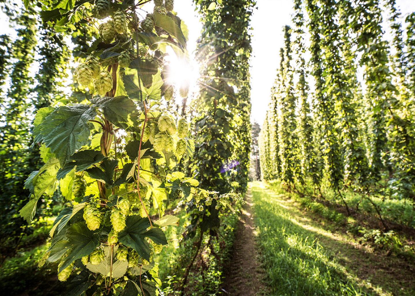 Das Bild zeigt ein Hopfenfeld mit hohen Hopfenpflanzen, die vertikal an Gerüsten wachsen. Die Sonne scheint hell durch die Blätter und wirft Licht und Schatten. Zwischen den Reihen der Pflanzen erstreckt sich ein Weg.